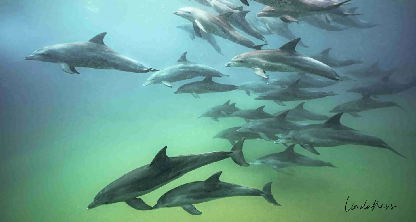 Printed Photography Towel- Dolphins - by Linda Ness Photography Linda Ness