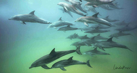 Printed Photography Towel- Dolphins - by Linda Ness Photography Linda Ness