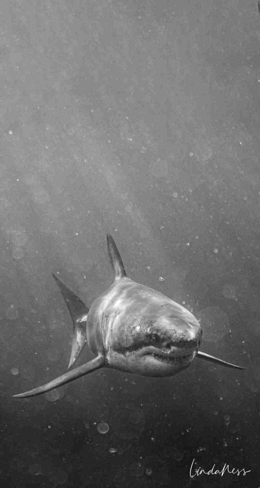 Printed Photography Towel – Great White Shark by Linda Ness Photography