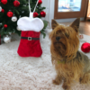 mini doggy christmas stocking a pet gift