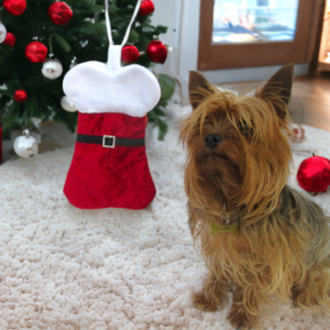 mini doggy christmas stocking a pet gift
