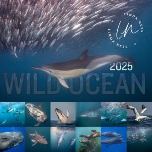 2025 Wild ocean calendar by Linda Ness Photography